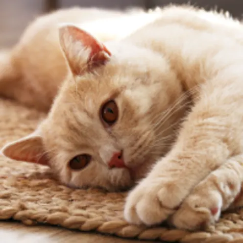 Cat laying on a rug